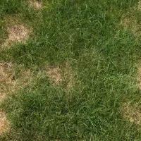 brown-spots-in-lawn